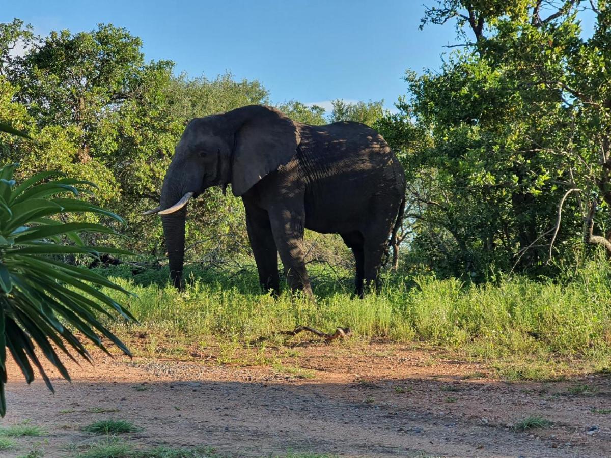 Masorini Bush Lodge & Safari Tents Phalaborwa Bagian luar foto