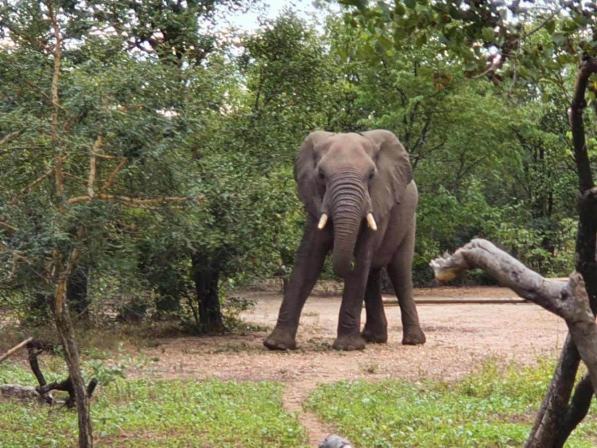 Masorini Bush Lodge & Safari Tents Phalaborwa Bagian luar foto
