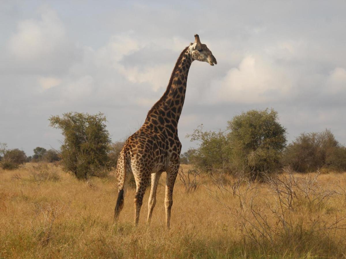 Masorini Bush Lodge & Safari Tents Phalaborwa Bagian luar foto