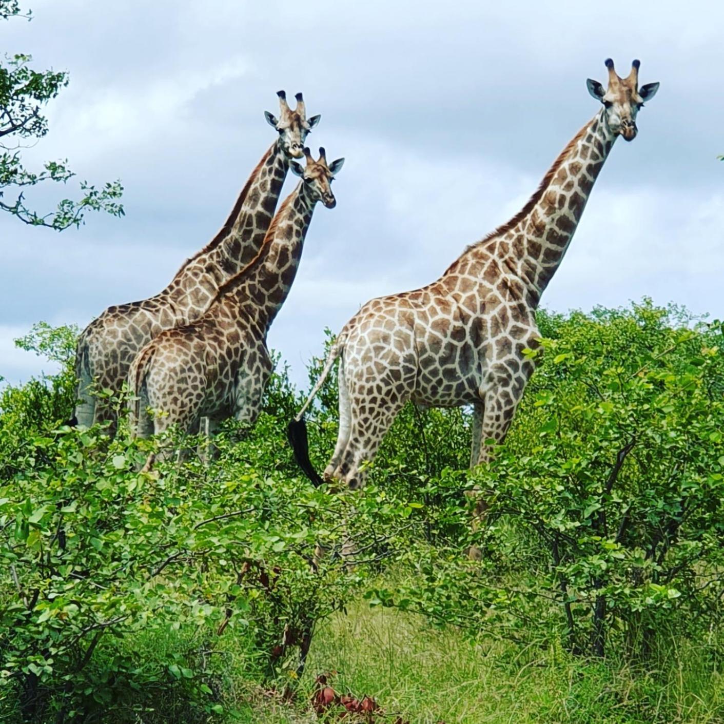 Masorini Bush Lodge & Safari Tents Phalaborwa Bagian luar foto